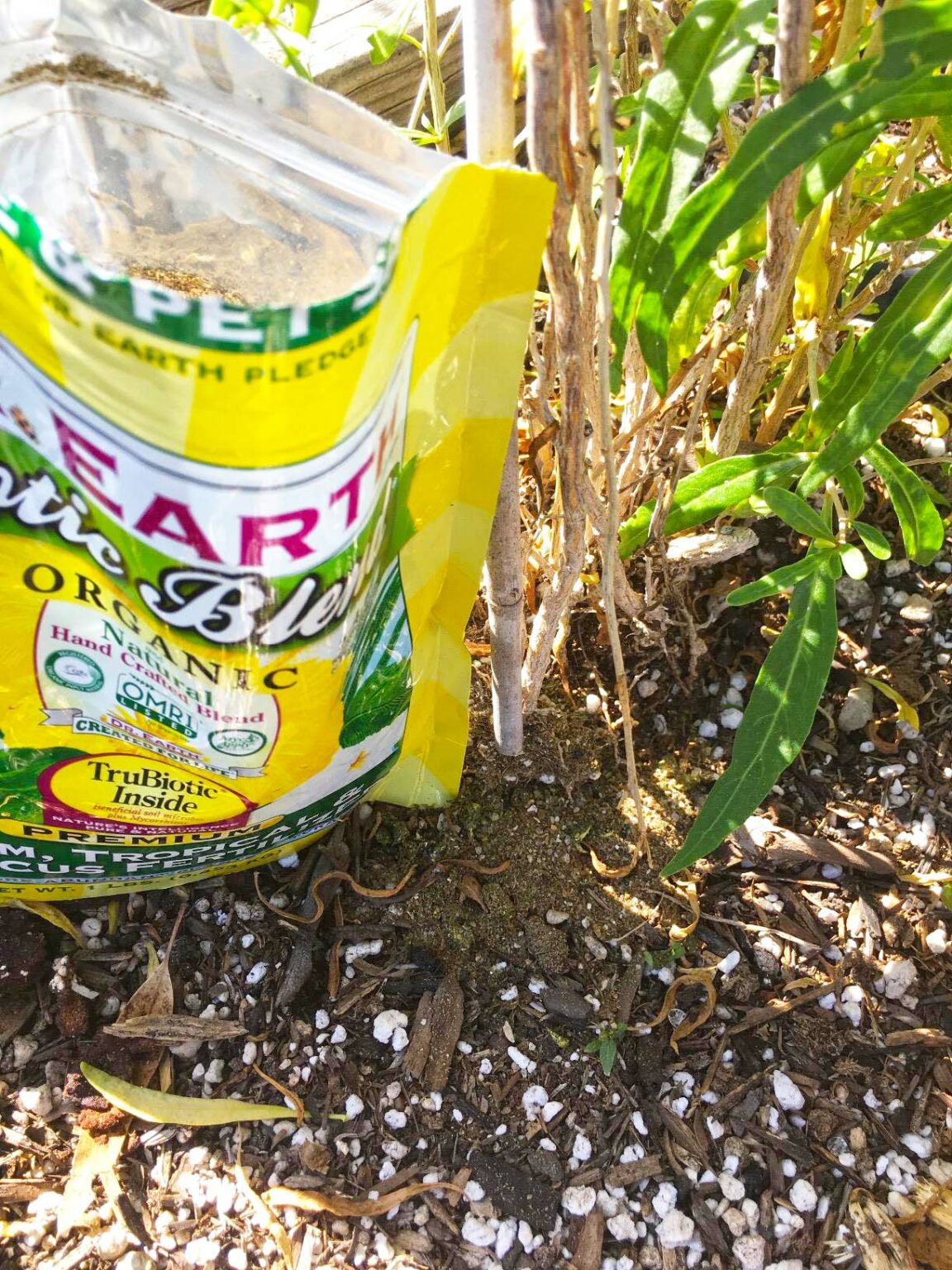 5 Best Fertilizers for Bougainvillea