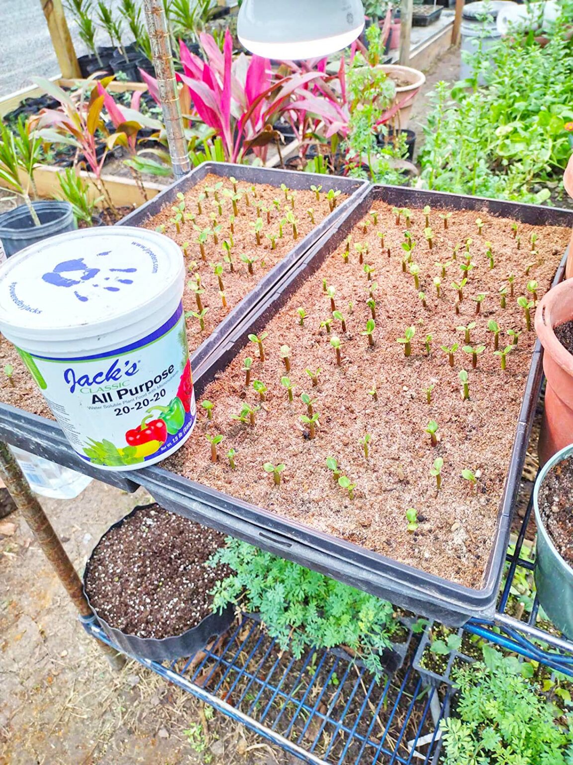 5 Best Fertilizers for Bougainvillea