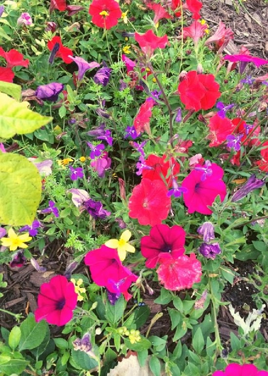 weed killer flower beds