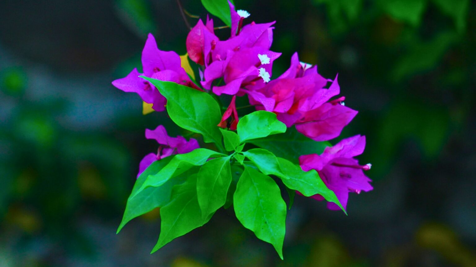 Bougainvillea Dropping Leaves All You Need to Know