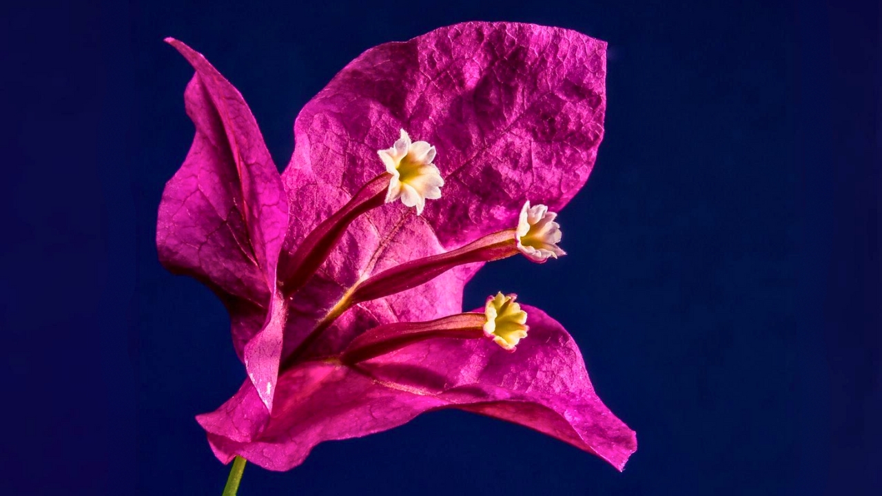 Why Is My Bougainvillea Dying All You Need to Know