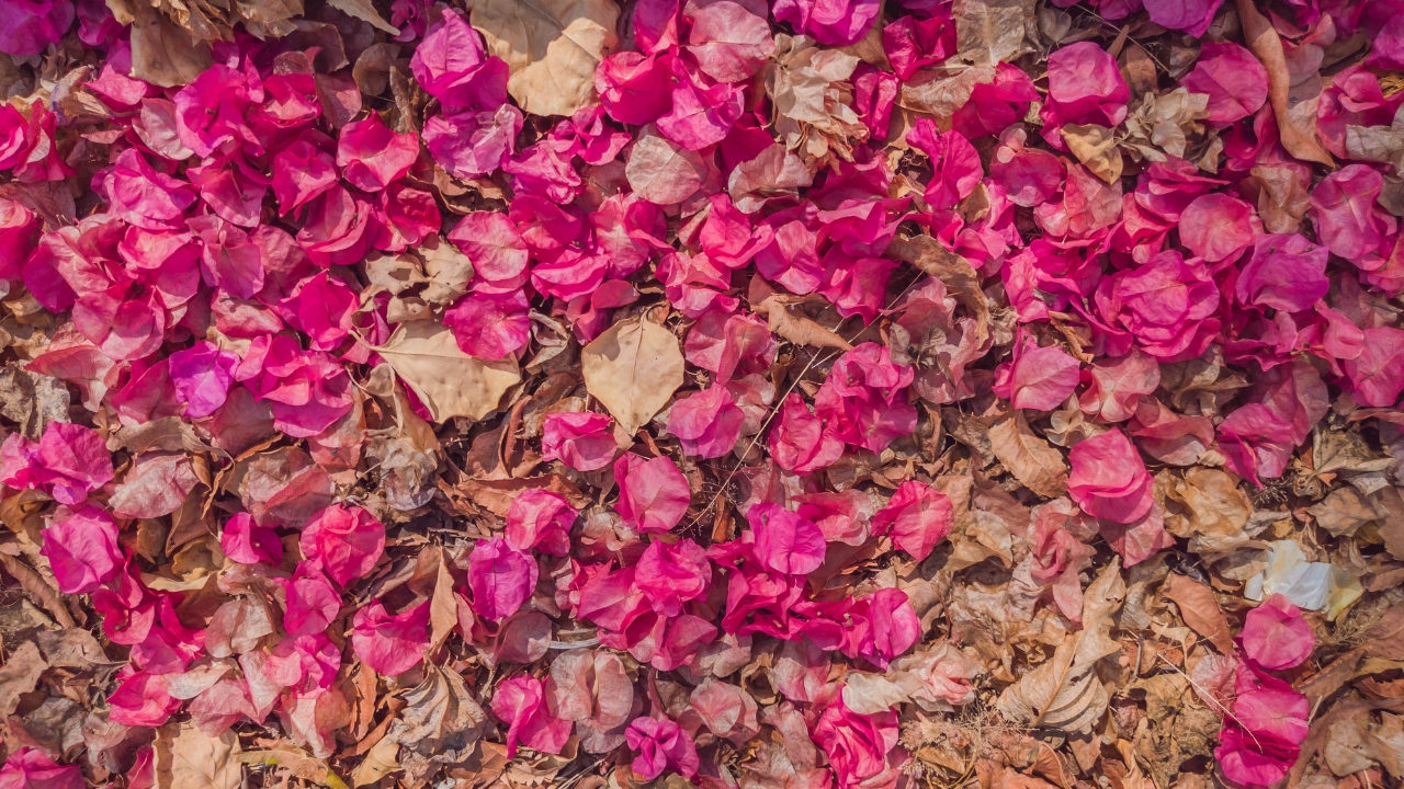 Why Is My Bougainvillea Dying All You Need to Know