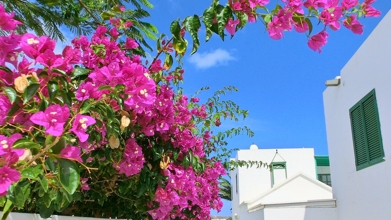 Why Is My Bougainvillea Dying All You Need to Know