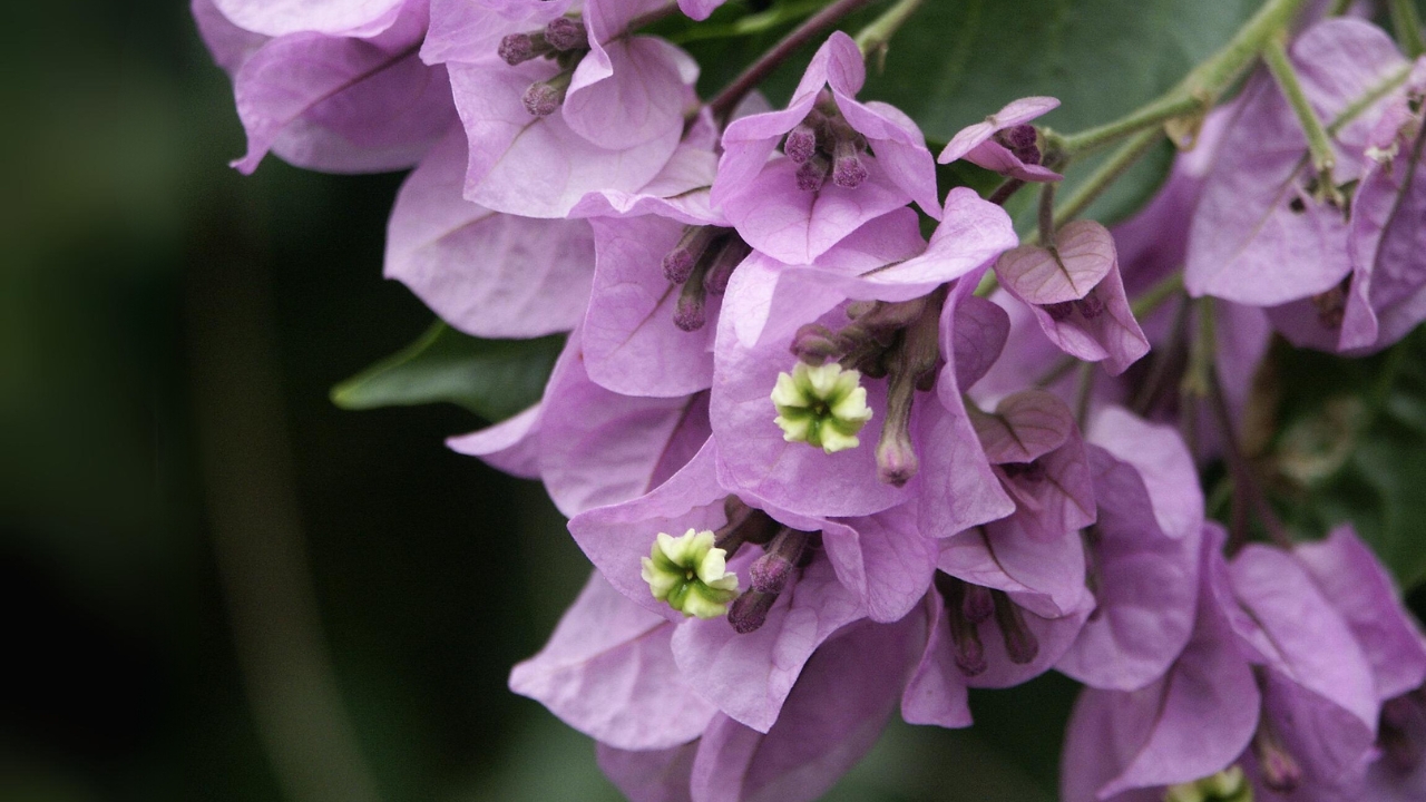 Why Is My Bougainvillea Dying All You Need to Know
