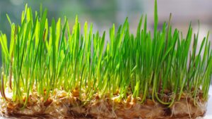 How Long Does It Take Wheat to Germinate - AgriBotix