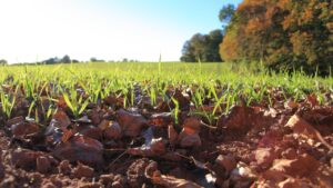 How Long Does It Take Wheat to Germinate - AgriBotix