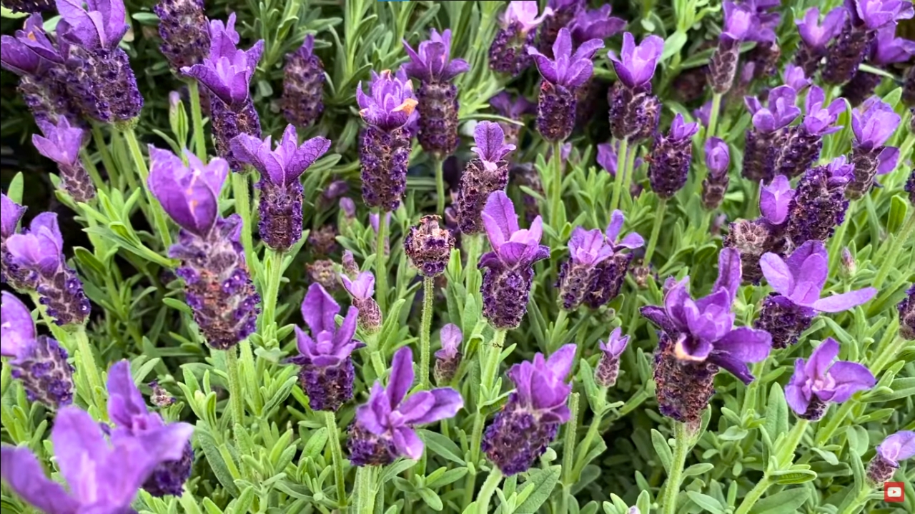 My Lavender Plant Is Dying Tips To Save Your Plant