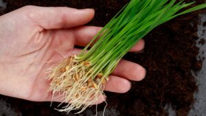 How Long Does It Take Wheat to Germinate - AgriBotix