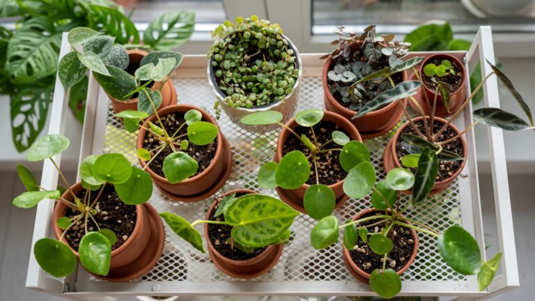Small Indoor Plants For Home