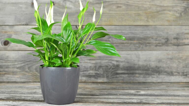 WHAT GROWS WELL IN SMALL POTS visual data 4