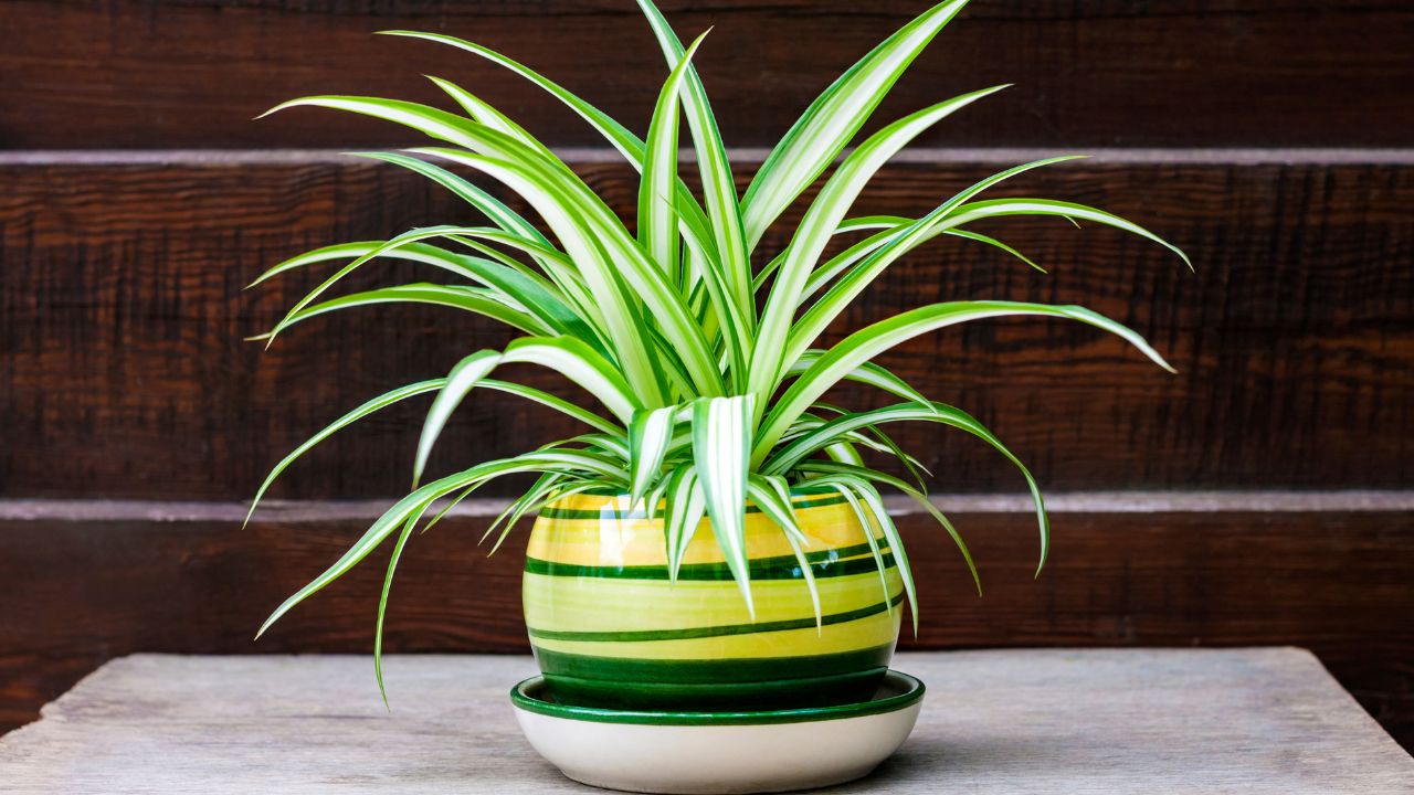 7 Best Indoor Plants for Air Purification