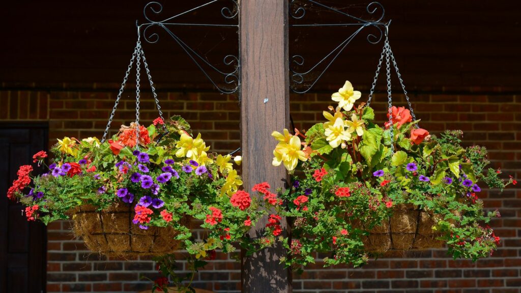 9 Best Annuals for Hanging Baskets