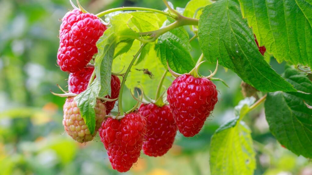 10 Best Fruit Trees for Shade for Your Garden