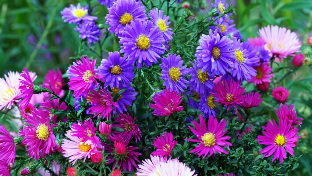 9 Best Perennials for New York