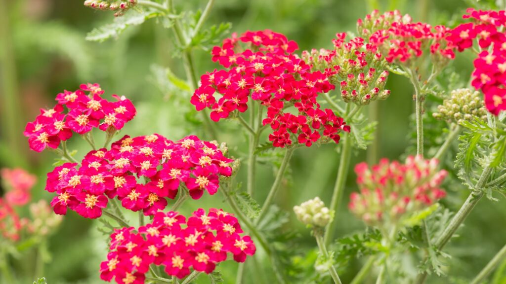 10 Best Perennials for Southern California That Are LowMaintenance