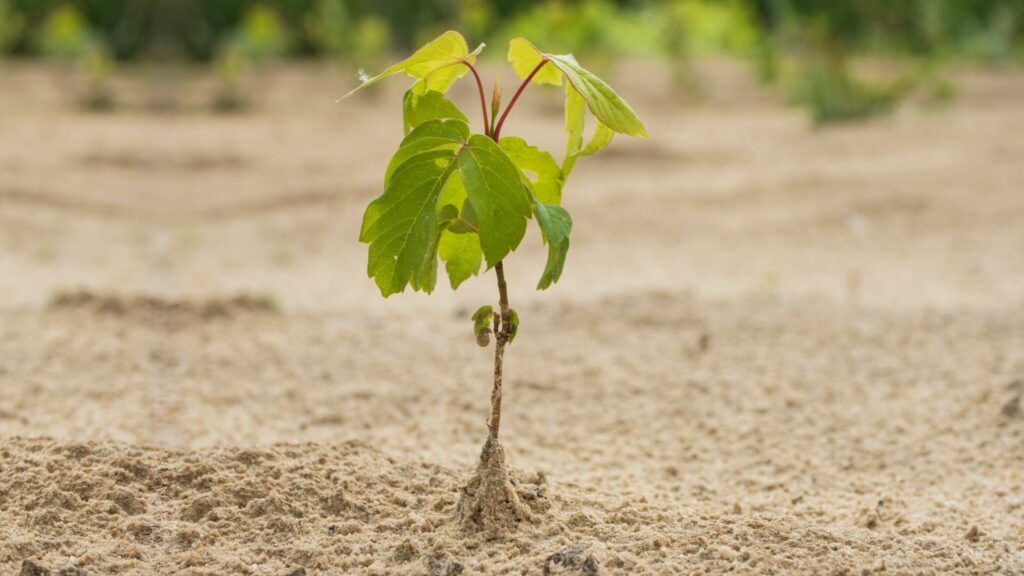 Top 7 Best Plants for Sandy Soil That Thrive