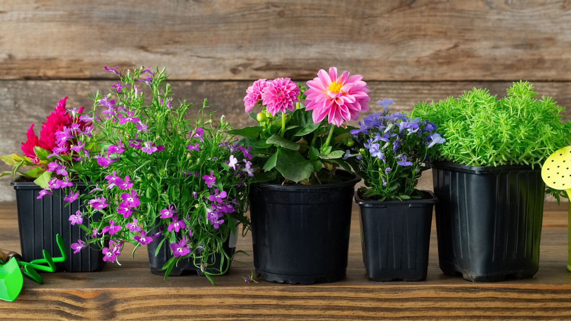 9 Best Plants For Small Pots