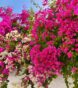 best Plants for Trellis