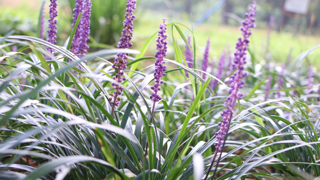 7 Best Perennials for Louisiana for YearRound Color