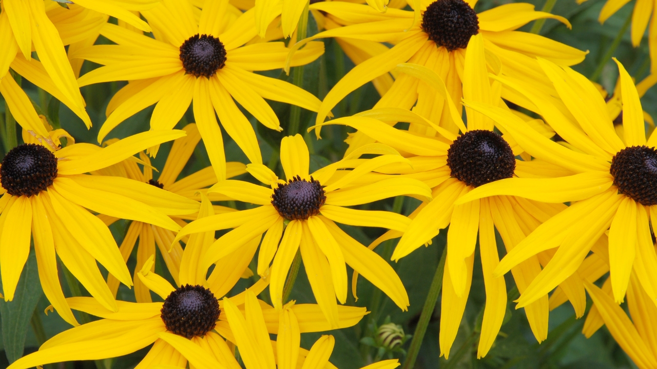 7 Best Perennials for Wisconsin Gardens