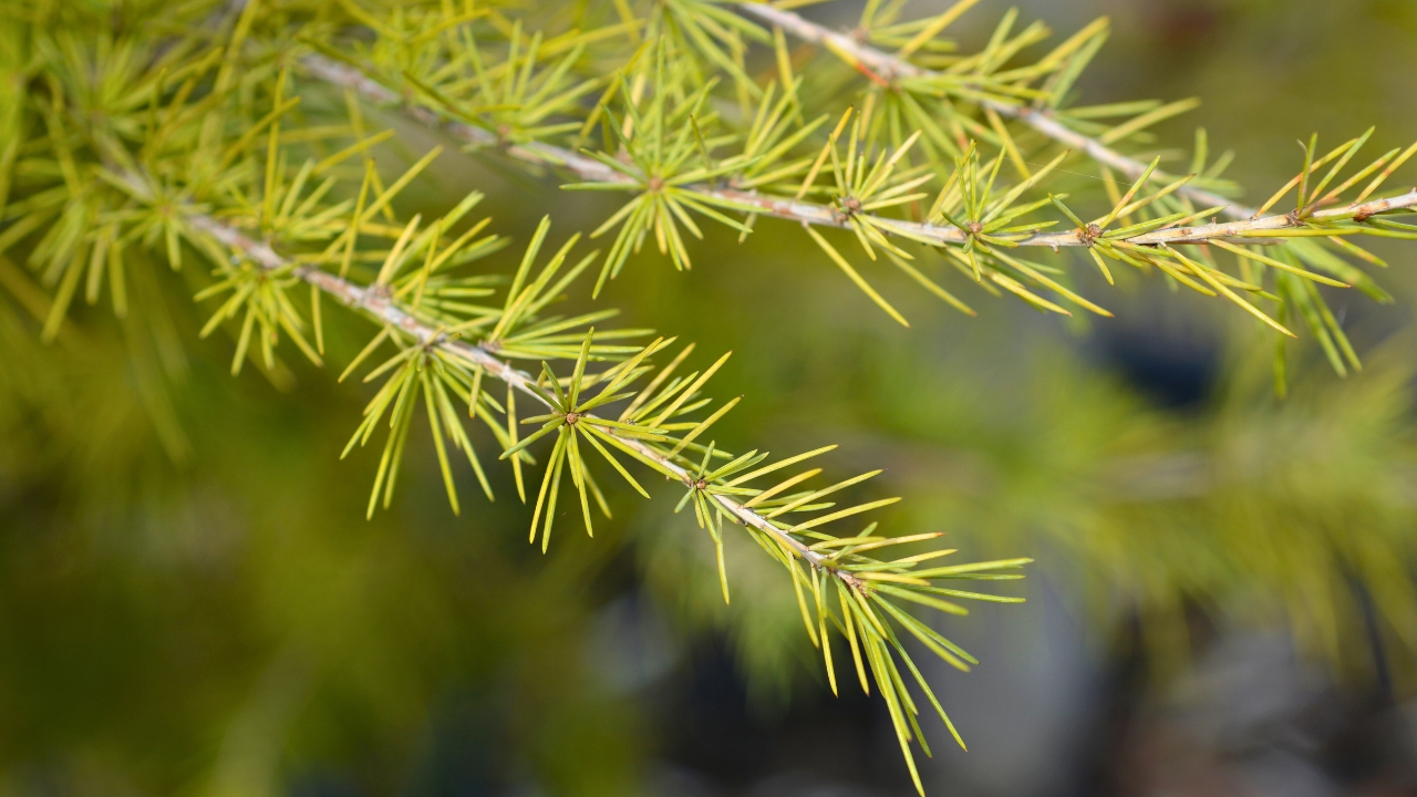 9 Best Evergreen Plants for Shade