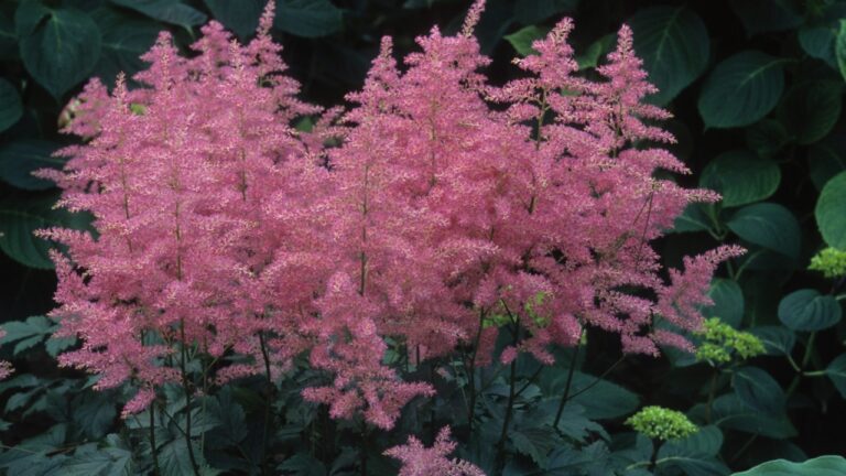 7 Best Tall Perennials for Shade to Add Height & Beauty