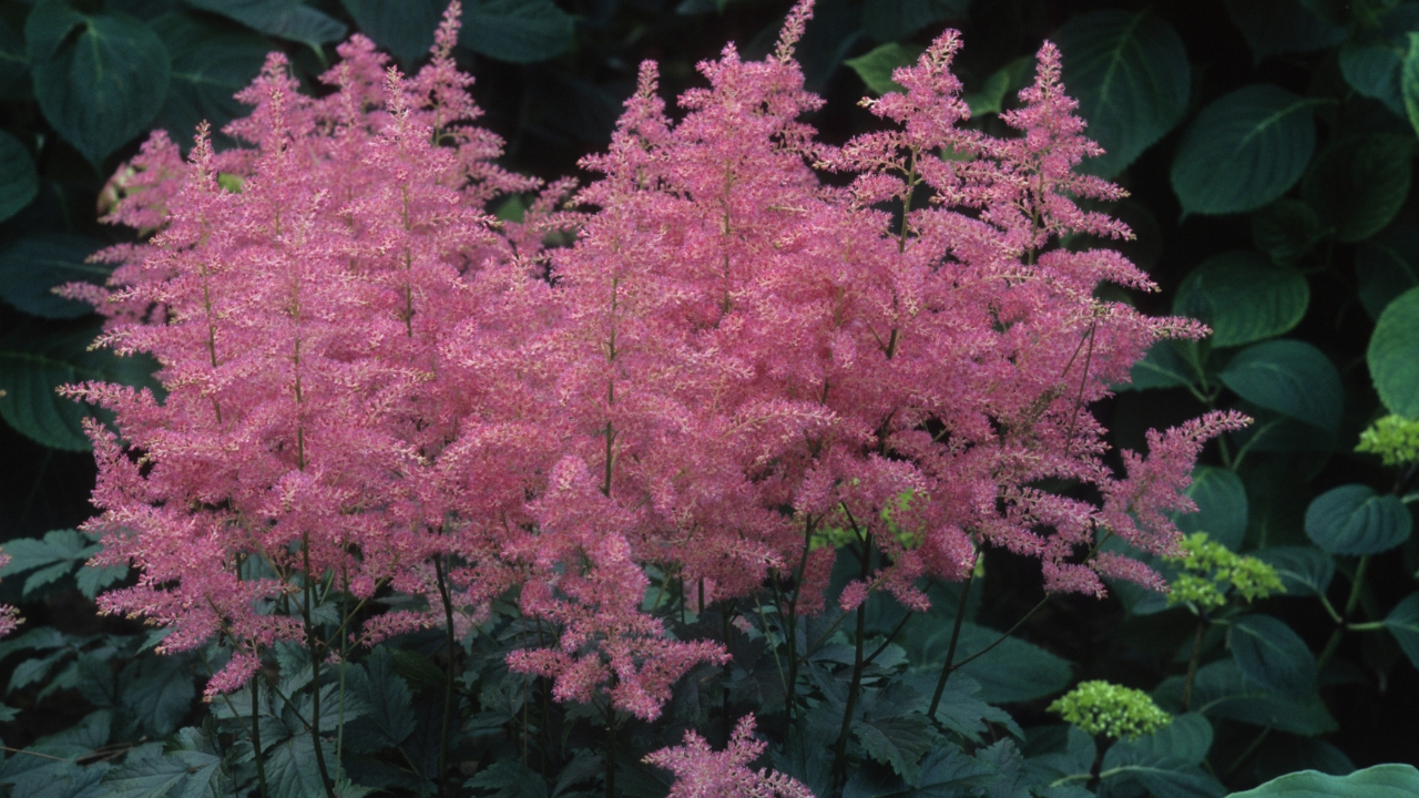 7 Best Tall Perennials for Shade to Add Height & Beauty