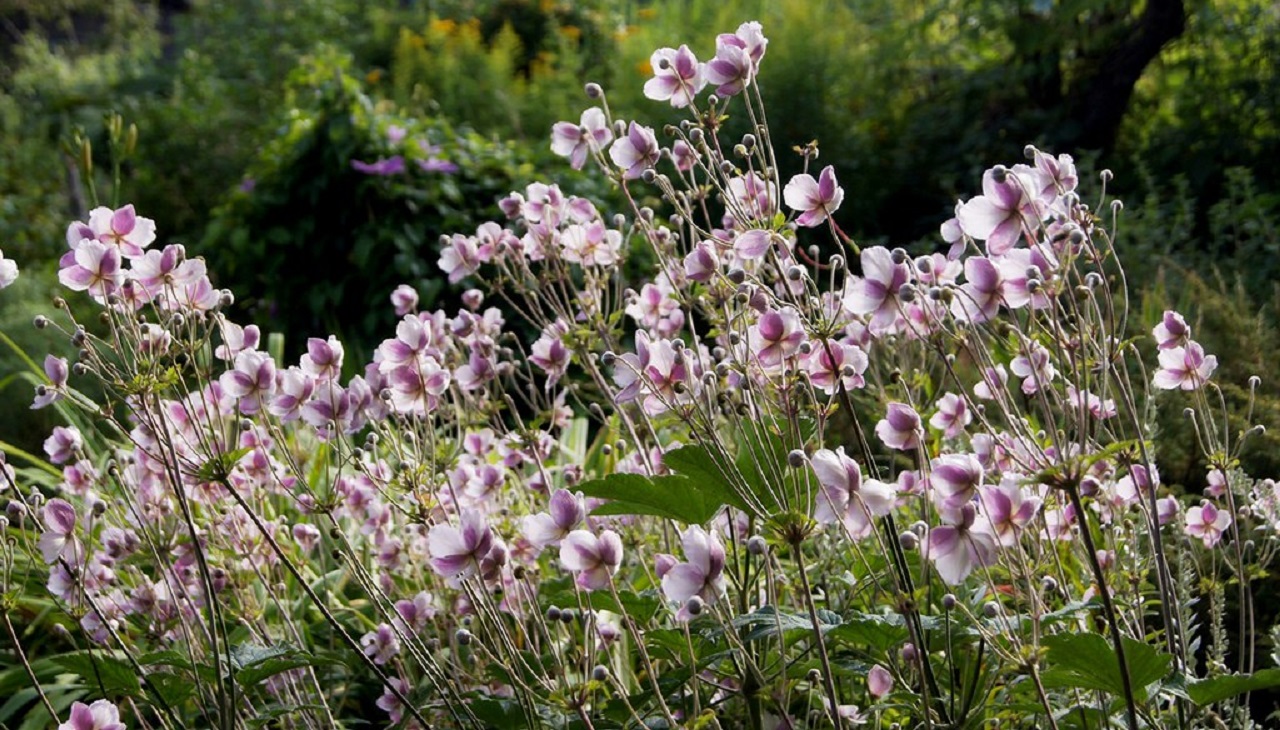 7 Best Tall Perennials for Shade to Add Height & Beauty