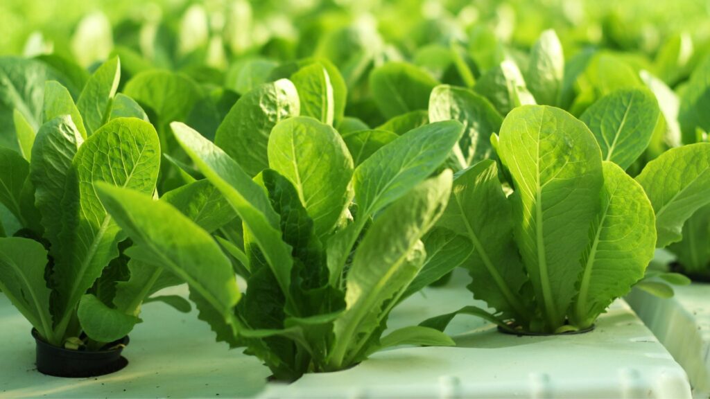7 Best Fast-Growing Vegetables for Your Garden
