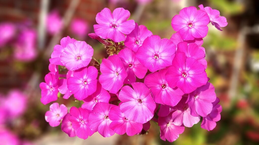 9 Best Perennials for South Carolina