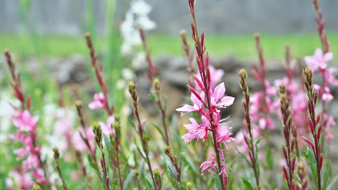 10 best perennials for containers