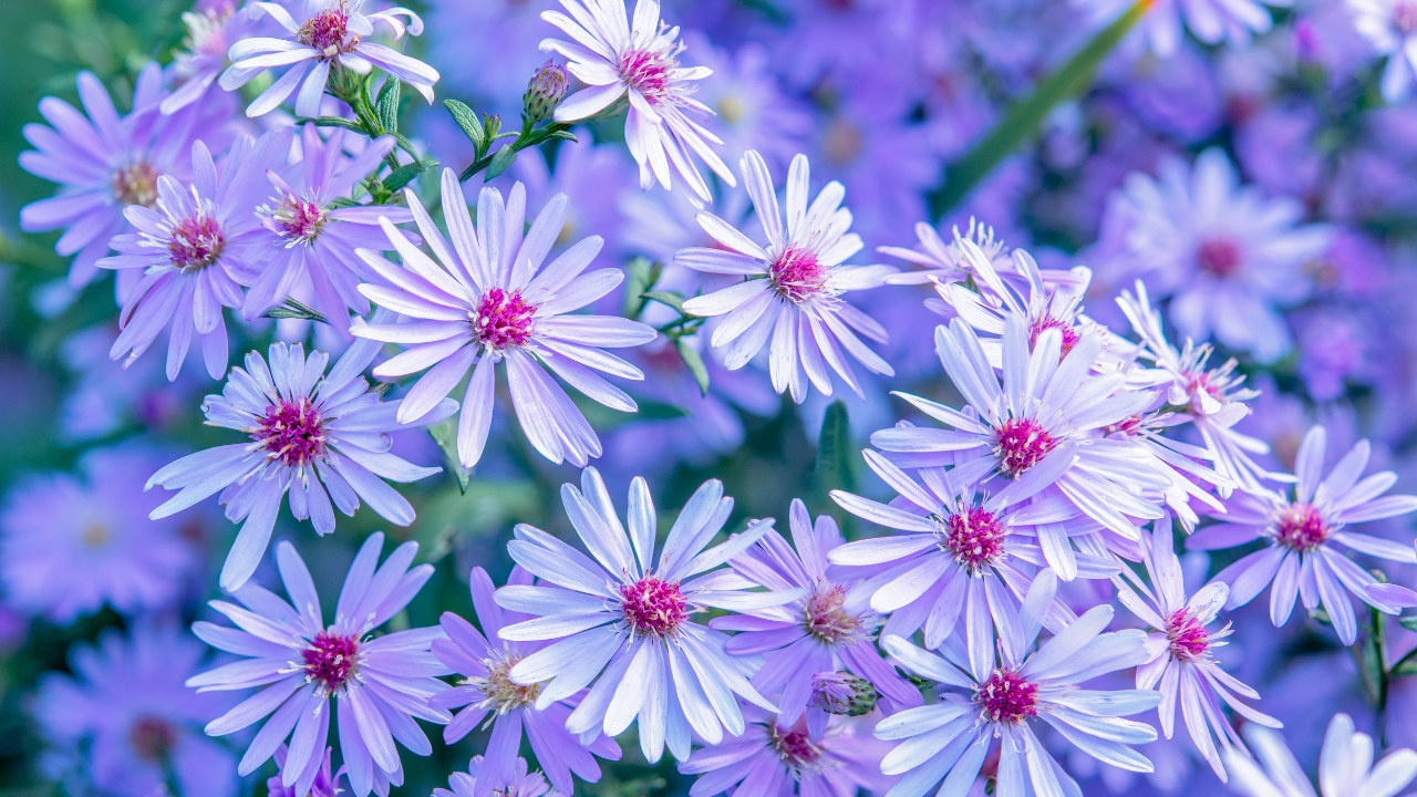 10 Best Perennials for Containers