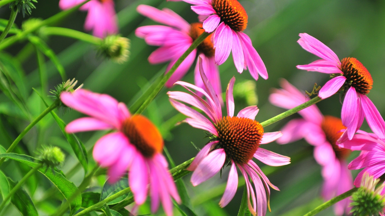 10 best perennials for containers