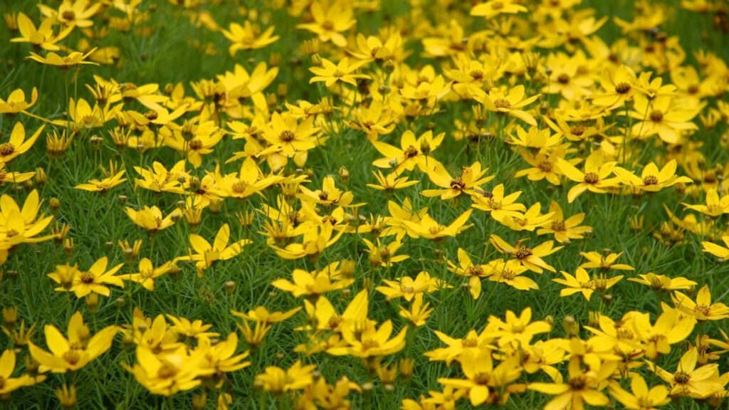 9 Best Perennials for Ohio Gardens