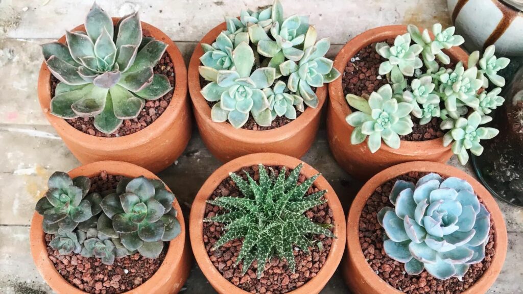 7 Best Succulents for Beginners