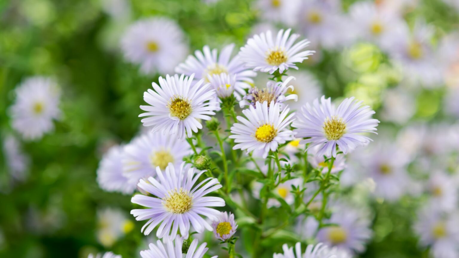 10 Best Perennials for Afternoon Sun