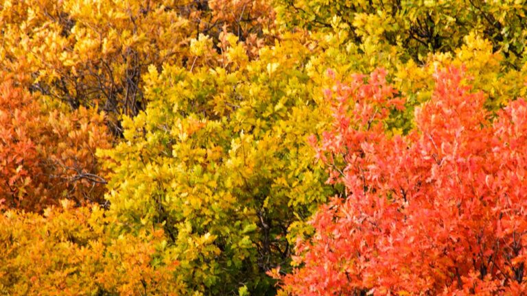 9 Best Trees to Plant in Denver
