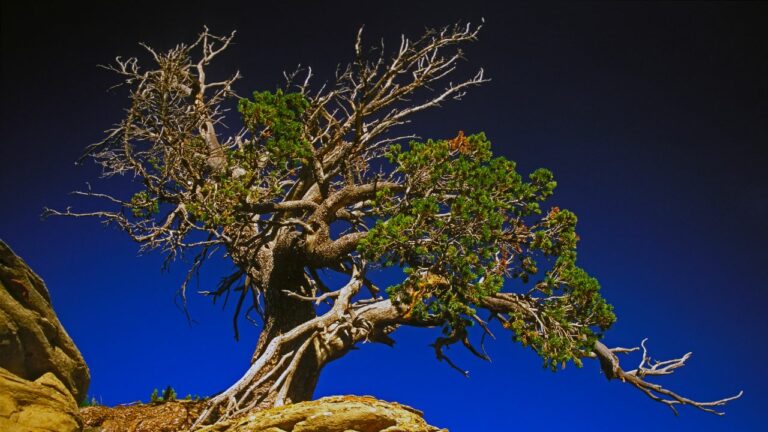 9 Best Trees to Plant in Denver