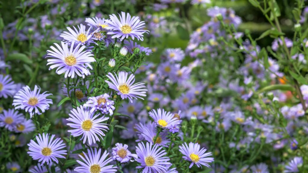 9 Most Beautiful Perennials to Plant
