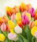 Most Elegant Flowers