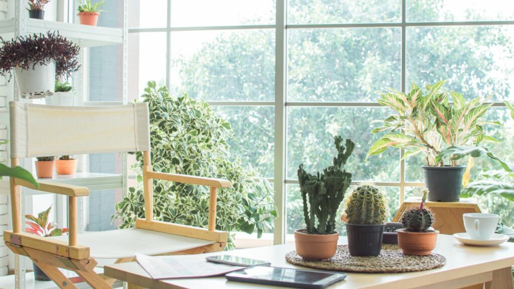 10 Favorite Plants for WestFacing Windows
