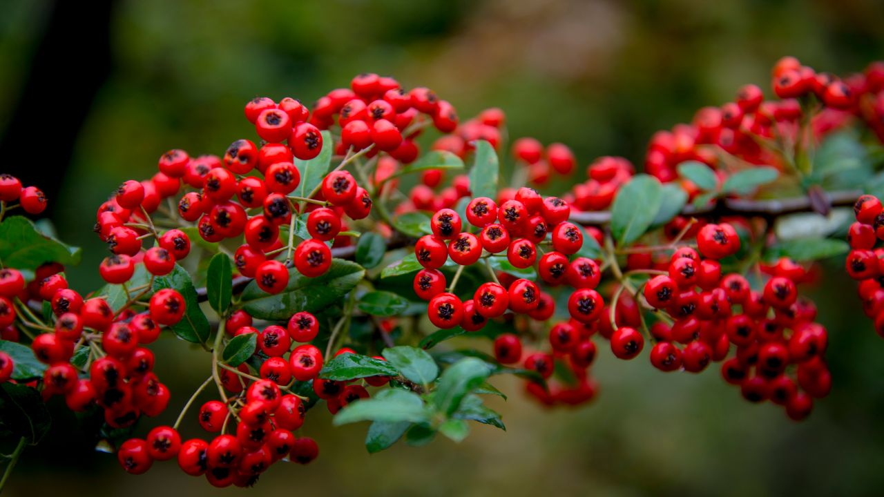 7 Trees with Red Berries in Fall