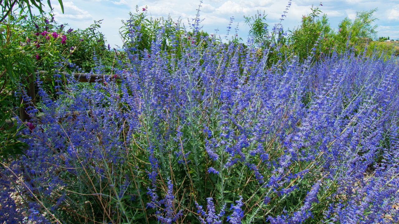 10 Best Perennials That Thrive Alongside Roses
