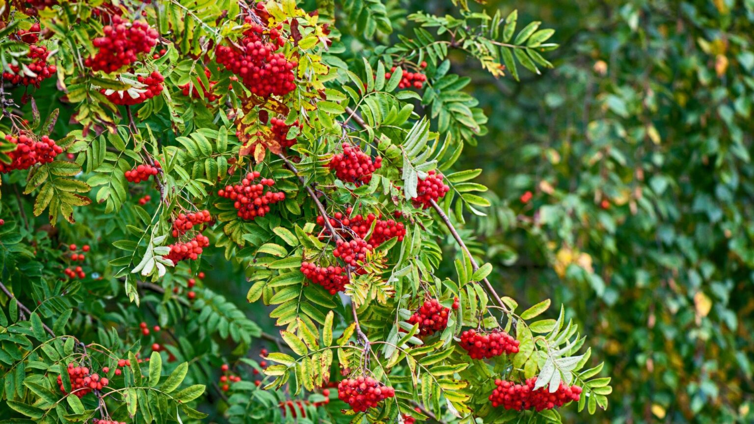 7 Trees with Red Berries in Fall
