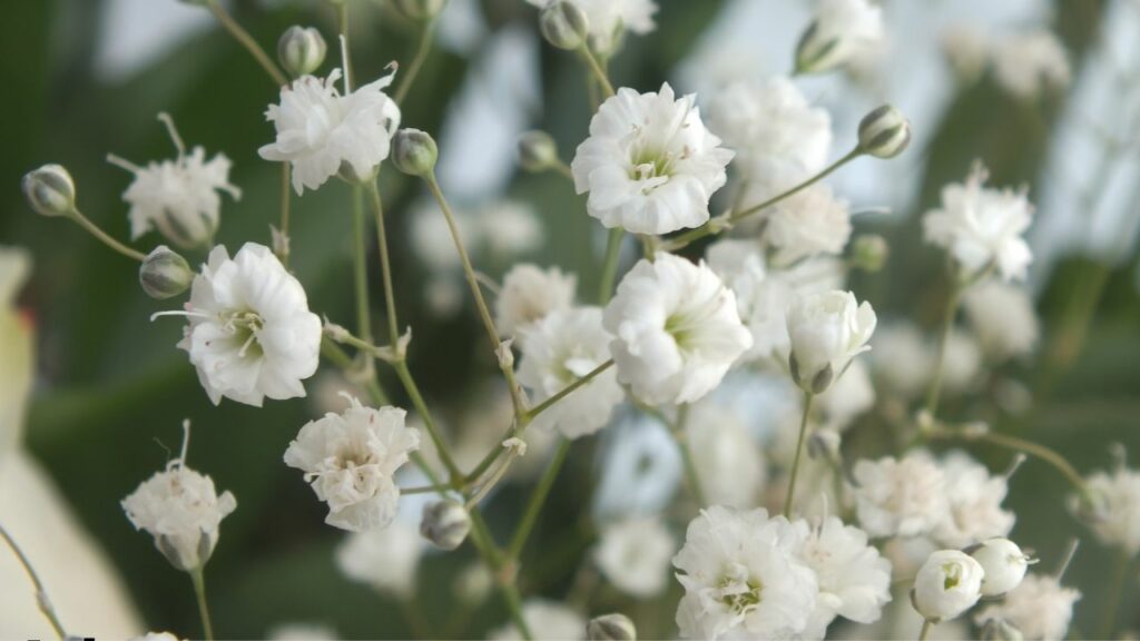 what flowers can i plant now in georgia

