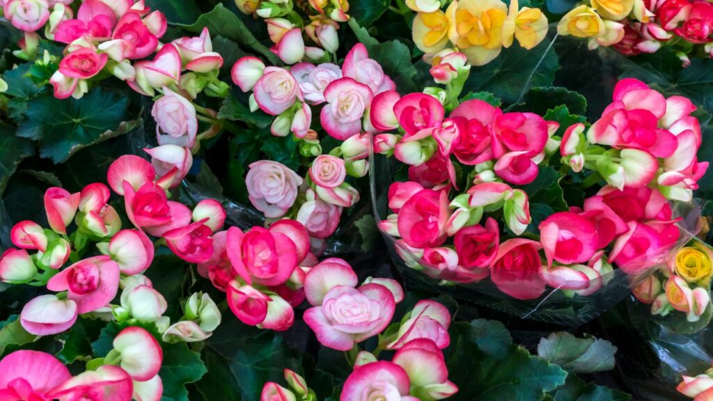 year-round flowers georgia
