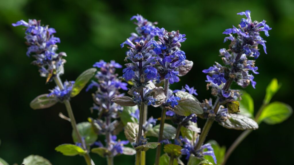 summer flowers in georgia
