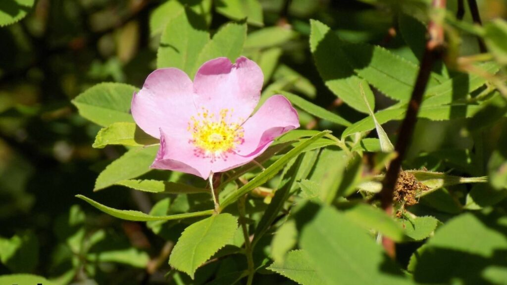 flowers native to georgia usa
