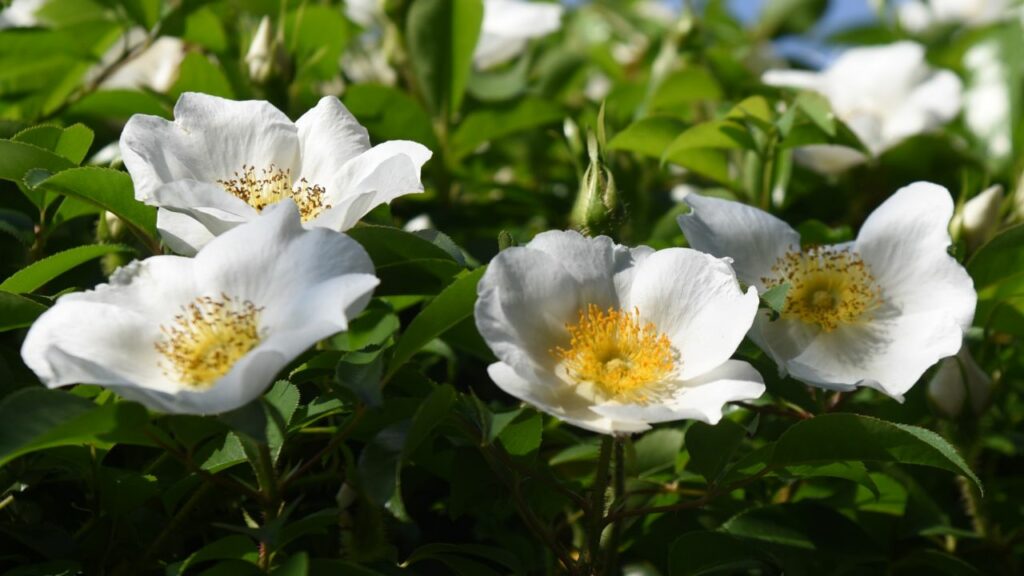 Best Flowers to Plant in Georgia