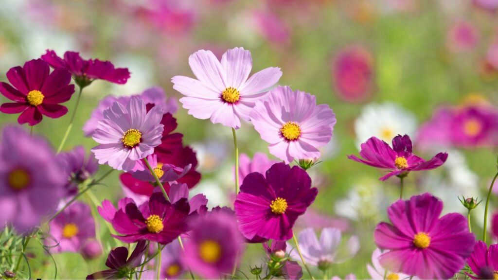 spring flowers in georgia
